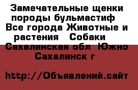 Замечательные щенки породы бульмастиф - Все города Животные и растения » Собаки   . Сахалинская обл.,Южно-Сахалинск г.